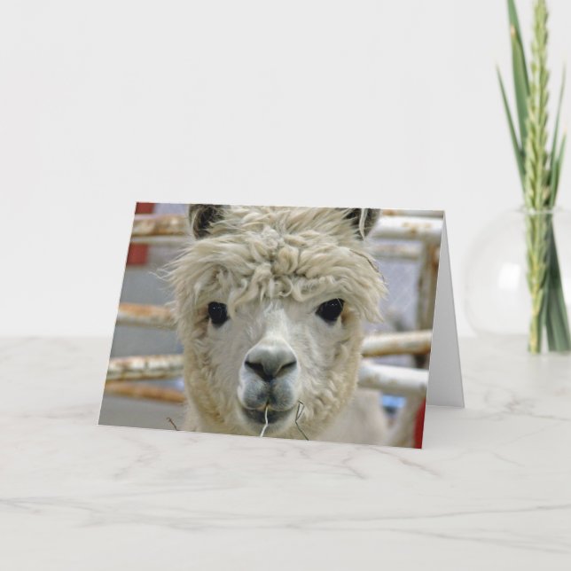 Carte Anniversaire d'alpaga (Devant)