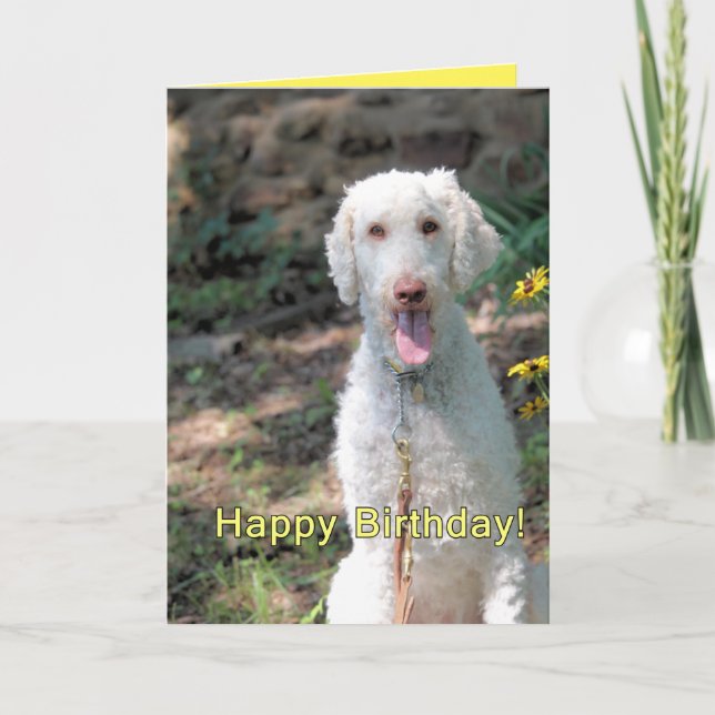 Carte Anniversaire de caniche (Devant)