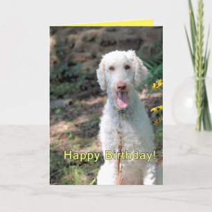 Carte Anniversaire de caniche