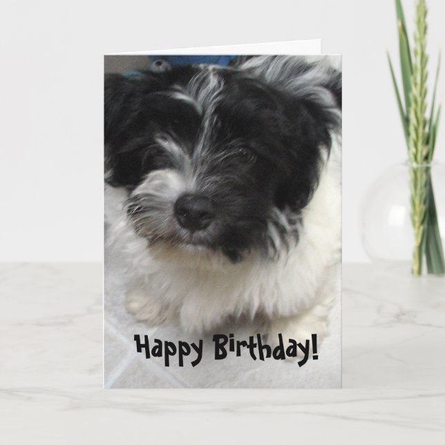 Carte Anniversaire de chiot de Havanese (Devant)
