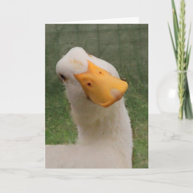 Carte Anniversaire de l'Oie blanche mignonne (Devant)