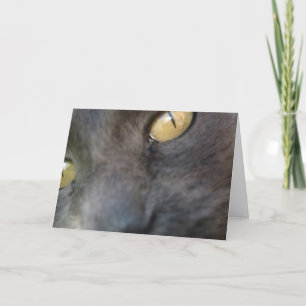 Carte Anniversaire de Nosy Cat