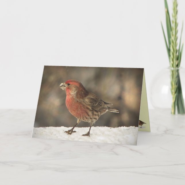 Carte Anniversaire de pinson de Chambre (Devant)
