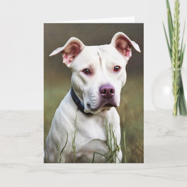 Carte Anniversaire de Pitbull blanc (Devant)