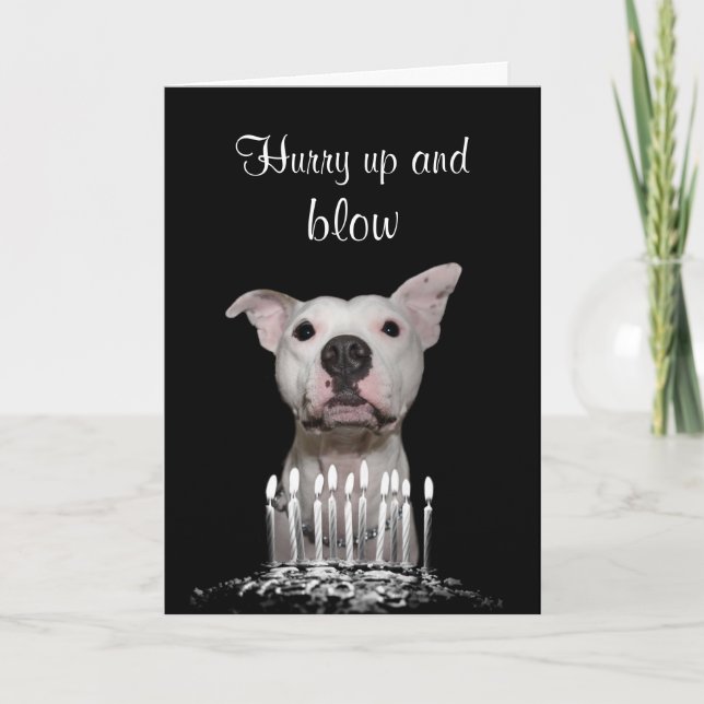 Carte Anniversaire de Pitbull blanc (Devant)