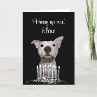 Carte Anniversaire de Pitbull blanc