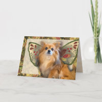 Anniversaire des fées de Longhair Chihuahua