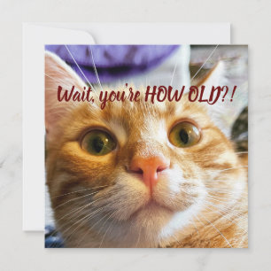 Carte Anniversaire drôle de chat