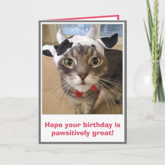 Carte Anniversaire drôle de chat (Devant)