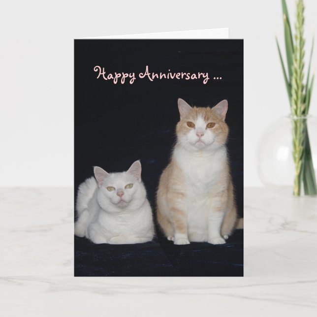 Carte Anniversaire drôle des chats (Devant)