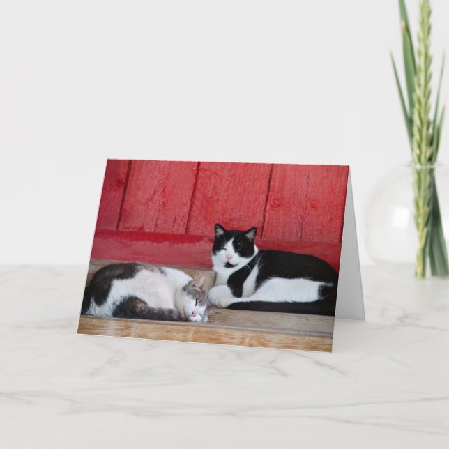 Carte Anniversaire du chat-grange (Devant)