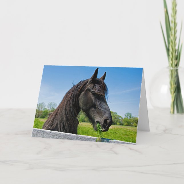 Carte Anniversaire du Cheval Friésien Noir (Devant)