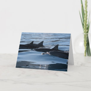 Carte Anniversaire du dauphin
