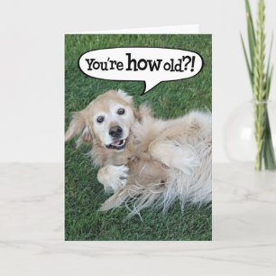 Carte Anniversaire Golden Retriever Choquée