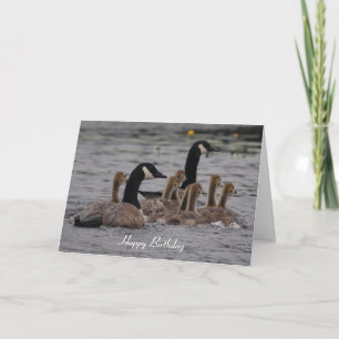 Carte Anniversaire - oies canadiennes