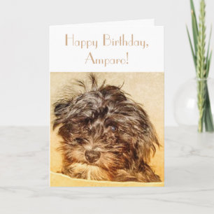 Carte anniversaire pliable Schnoodle