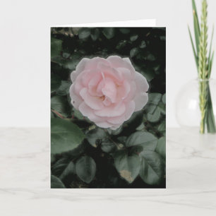 Carte Anniversaire rose simple