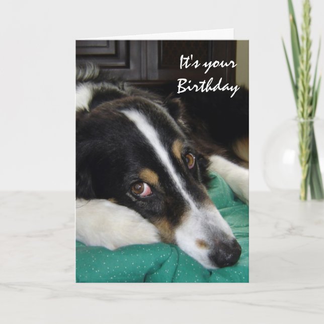 Carte Anniversaire Vieux âge Humour Frontière Collie Chi (Devant)