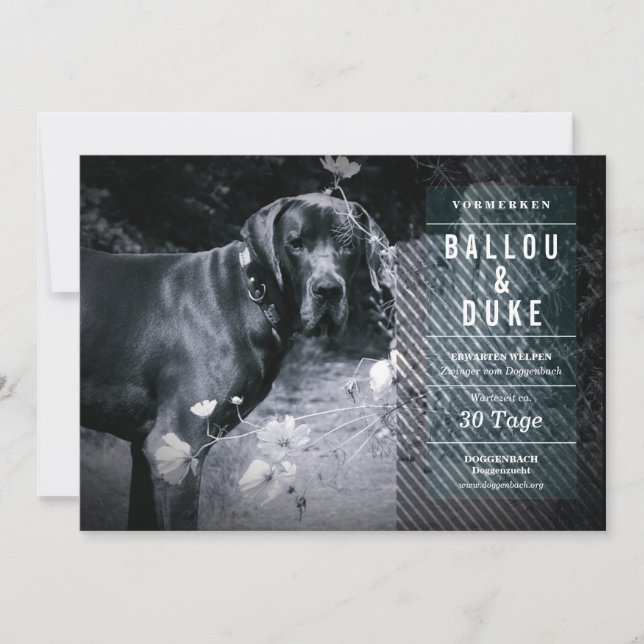 Carte Annonce de chiots (Devant)