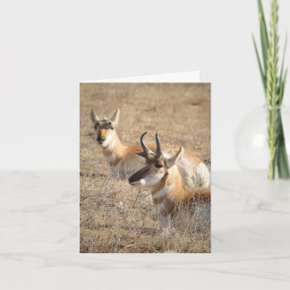 Carte Antelope Morning - Thank You Card