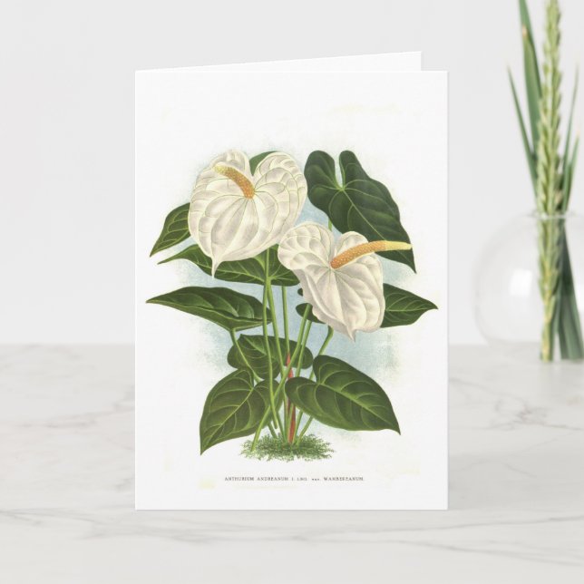 Carte Anthurium (Devant)