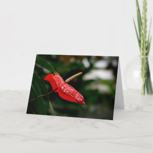 Carte Anthurium Rouge Tropical Toute Occasion Vierge Sal