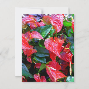 Carte Anthuriums
