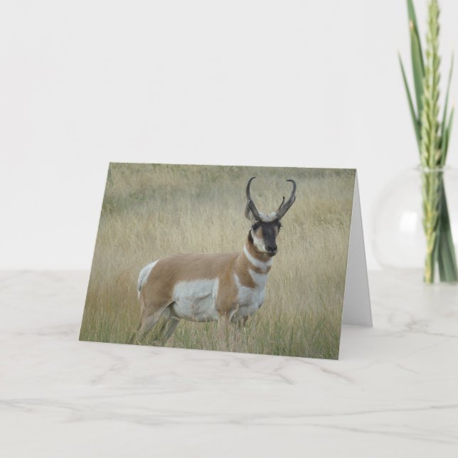 Carte Antilope d'Amérique mâle A8 (Devant)
