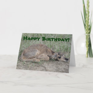 Carte Antilope de Pronghorn du bébé A6