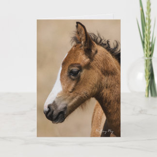 Carte Apollo- Oregon Mustang