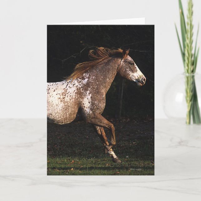 Carte Appaloosa Horse Running 4 (Devant)
