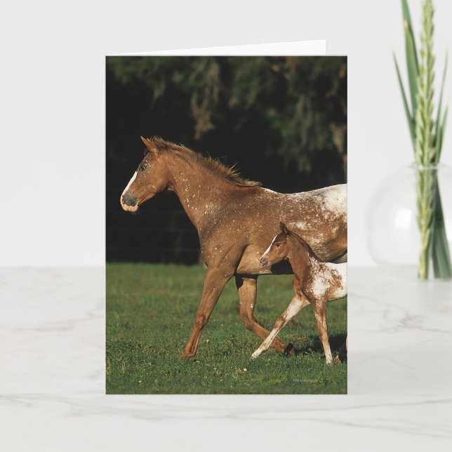 Carte Appaloosa Mare Et Foie (Devant)