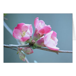 Carte Apple Blossom #P0358