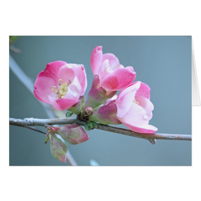 Carte Apple Blossom #P0358 (Devant Horizontal)