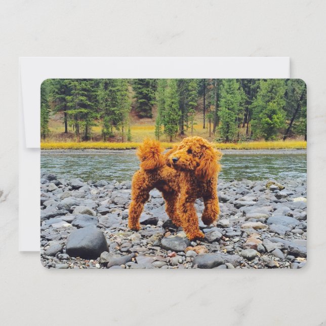 Carte Apricot Poodle - Cadeau Personnalisable (Devant)