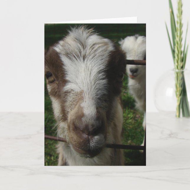 Carte April the LaMancha Goat (Devant)