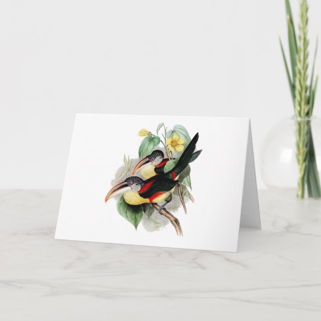 Carte Aracari Bouclé-crêté (Devant)
