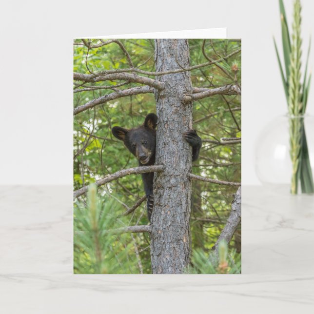 Carte Arborescence d'Escalades d'ours Cub (Devant)