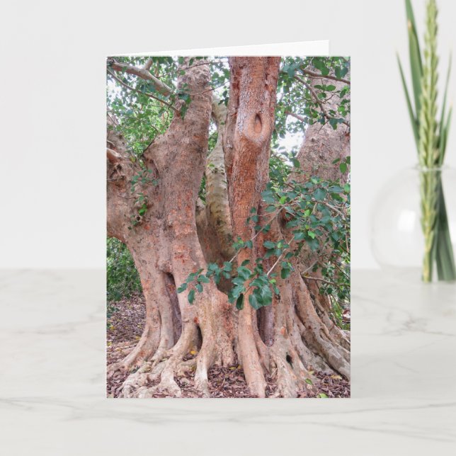 Carte Arbre à fibres sycamore (Devant)
