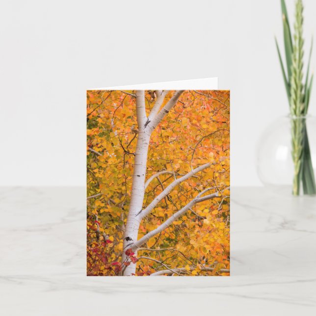 Carte Arbre à peuplier jaune (Devant)