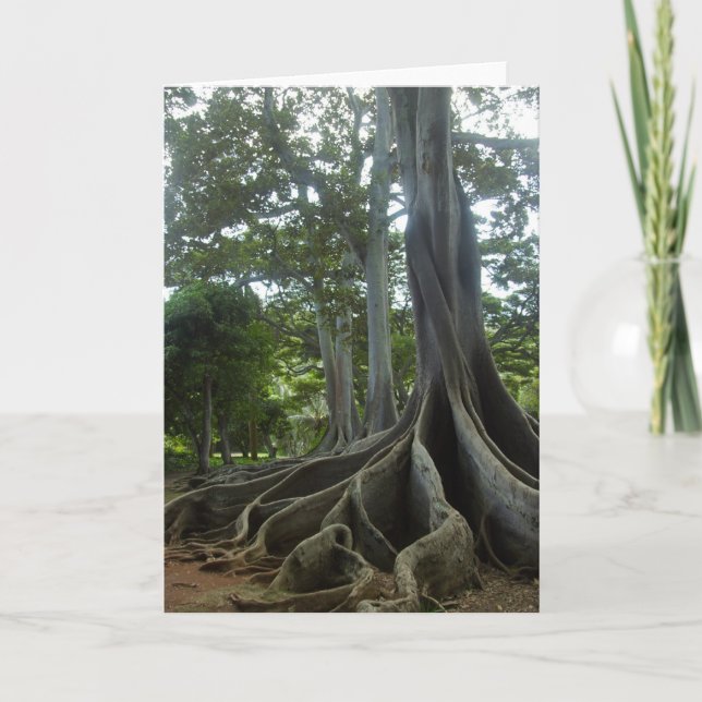 Carte Arbre de Kauai du Jurassic Park (oeufs) (Devant)