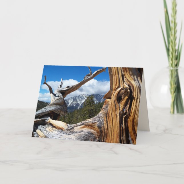 Carte Arbre de montagne vide à l'intérieur de toutes les (Devant)