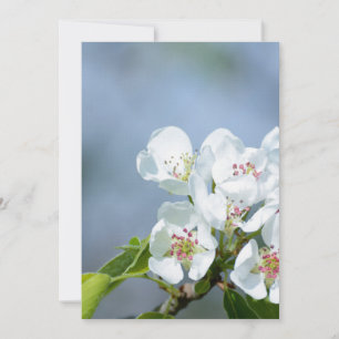 Carte Arbre de poires en fleur