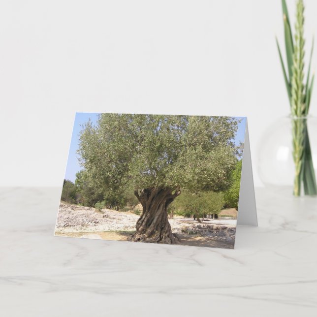 Carte Arbre d'olive Israël (Devant)