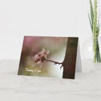 Arbre en floraison