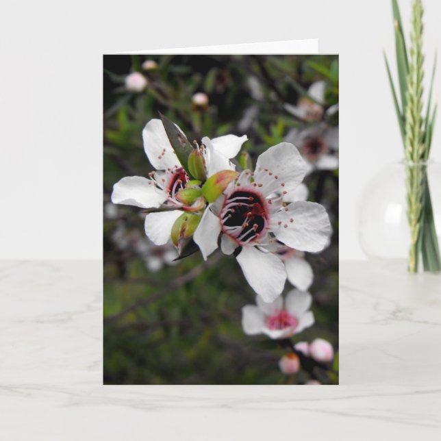 Carte Arbre fleurissant de Manuka (Devant)