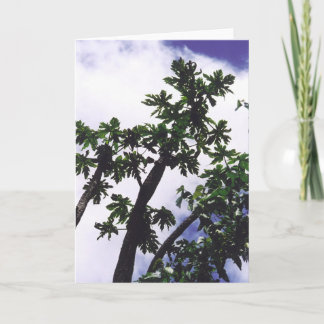 Carte Arbre Mango