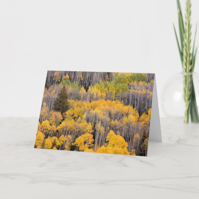 Carte Arbres d'Aspen | White River National Forest (Devant)