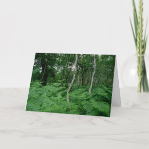 Carte Arbres de bouleau argenté et fougères, forêt de