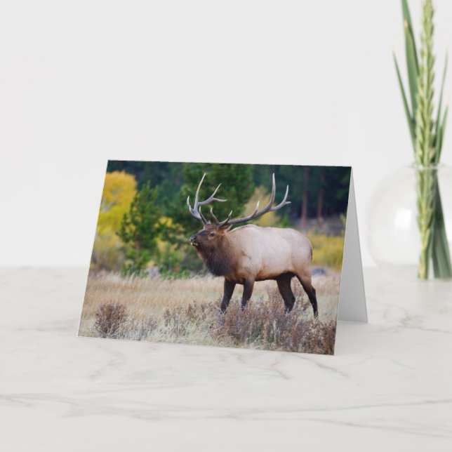 Carte Arbres de taureaux et d'Aspen | Parc national des  (Devant)